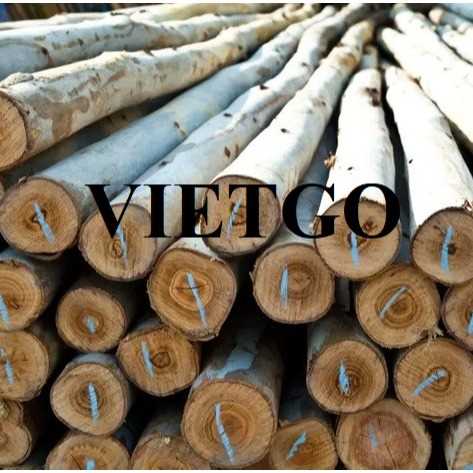 Thương vụ xuất khẩu gỗ bạch đàn sang thị trường Bangladesh