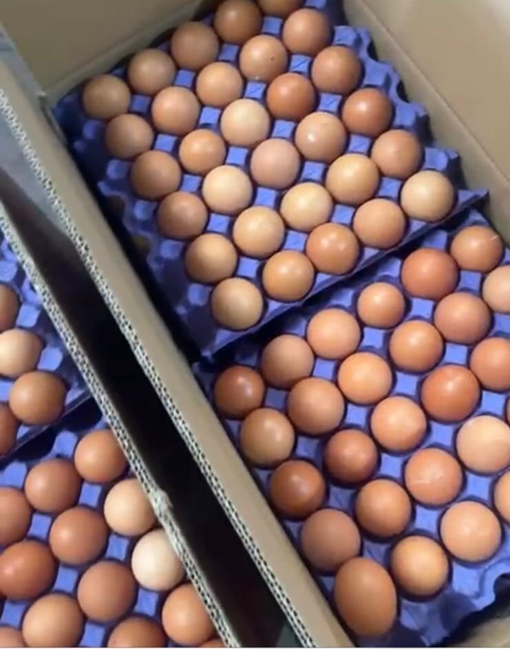 Công ty TNHH TCT cần tim đơn vị vận tải đường biển mặt hàng Trứng gà sang thị trường Châu Phi