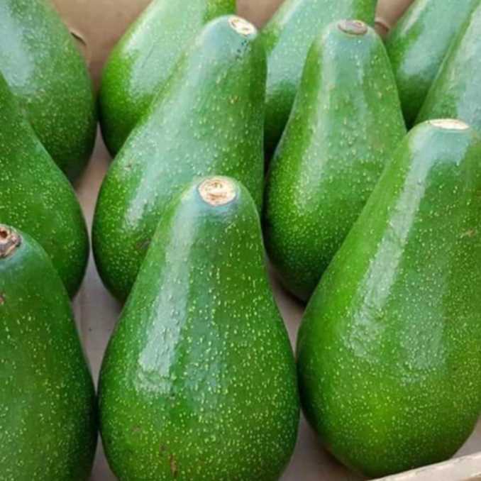 I am looking for suppliers of Avacado.
