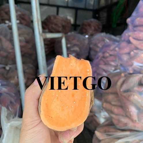 Thương vụ hợp tác xuất khẩu khoai lang ruột cam và khoai lang ruột tím sang thị trường Maldives