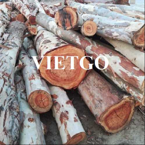 Thương vụ xuất khẩu gỗ bạch đàn tròn sang thị trường Ấn Độ 