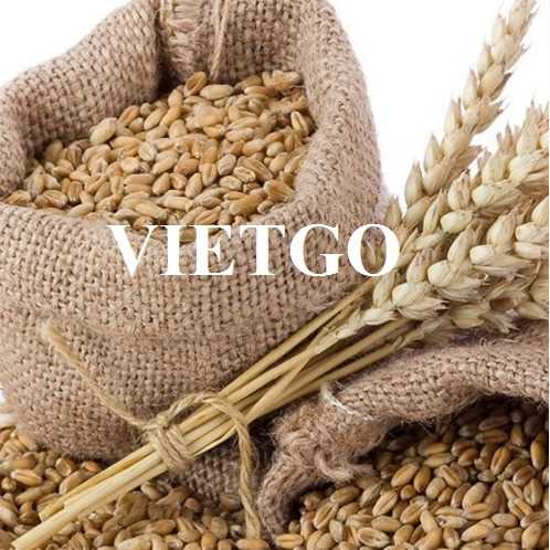 Thương vụ xuất khẩu lúa mì đến thị trường Ý
