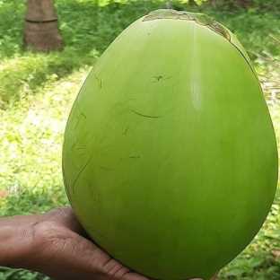 I am looking for suppliers of tender coconut 