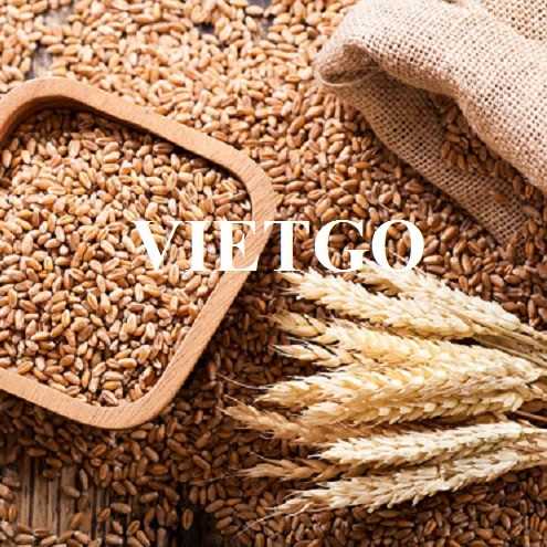 Cơ hội hợp tác xuất khẩu lúa mì đầy hấp dẫn sang thị trường Mỹ