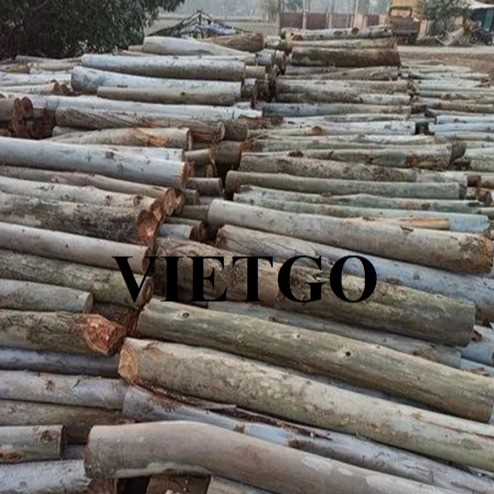 Thương vụ xuất khẩu gỗ bạch đàn tròn sang thị trường Ấn Độ