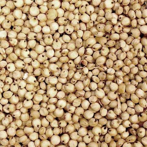I AM LOOKING FOR WHITE SORGHUM 