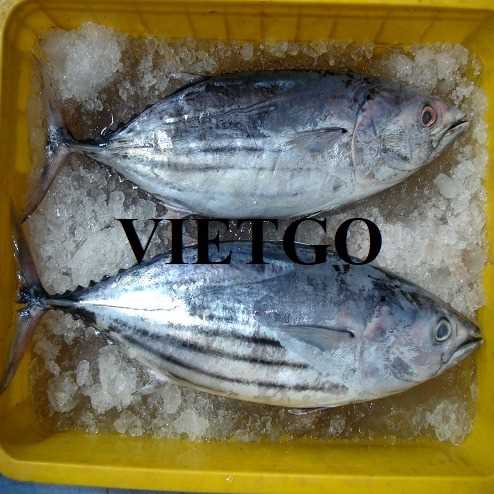 Cơ hội xuất khẩu cá ngừ cho doanh nghiệp đến từ Hà Lan