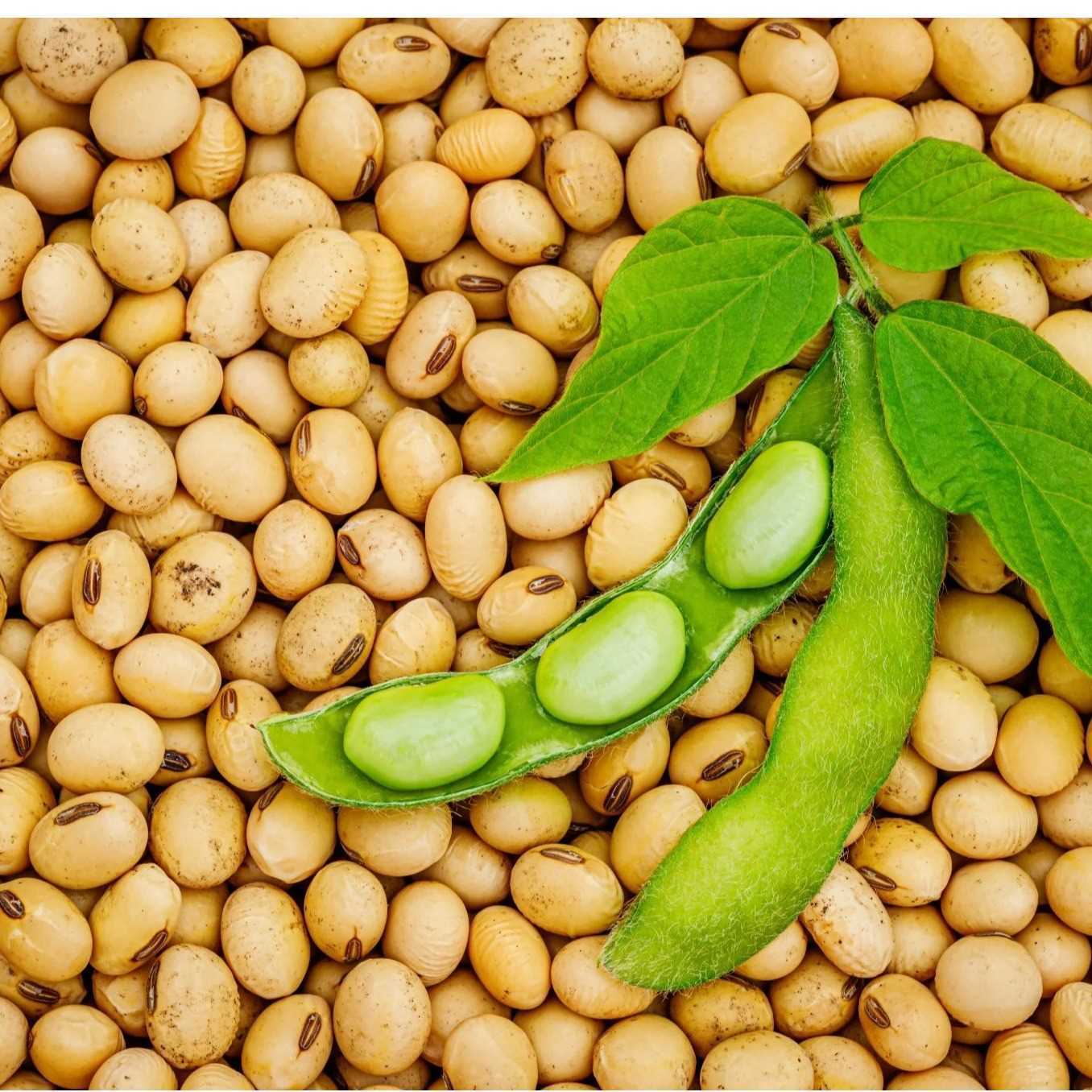 I am looking for soybeans suppliers 
