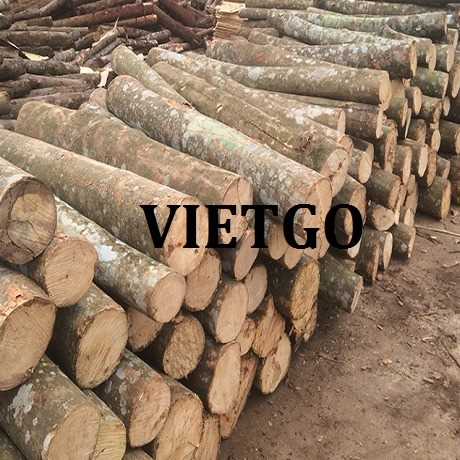 (Gấp)Thương vụ xuất khẩu gỗ thông tròn đến thị trường Ấn Độ