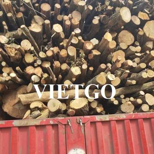 Cơ hội hợp tác xuất khẩu gỗ bạch đàn tròn tới thị trường Trung Quốc