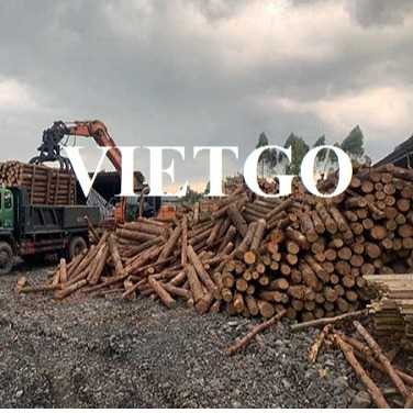 Cơ hội hợp tác xuất khẩu gỗ thông tròn tới thị trường Trung Quốc