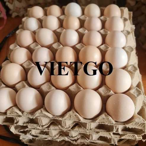 Thương vụ hợp tác xuất khẩu trứng gà sang thị trường UAE 