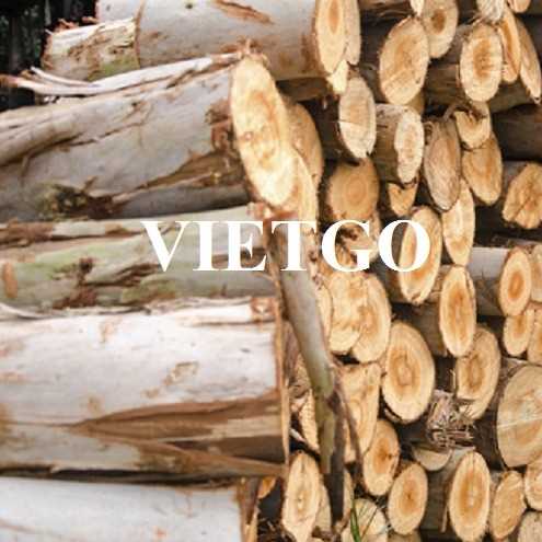 Thương vụ xuất khẩu gỗ bạch đàn tròn sang thị trường Ấn Độ
