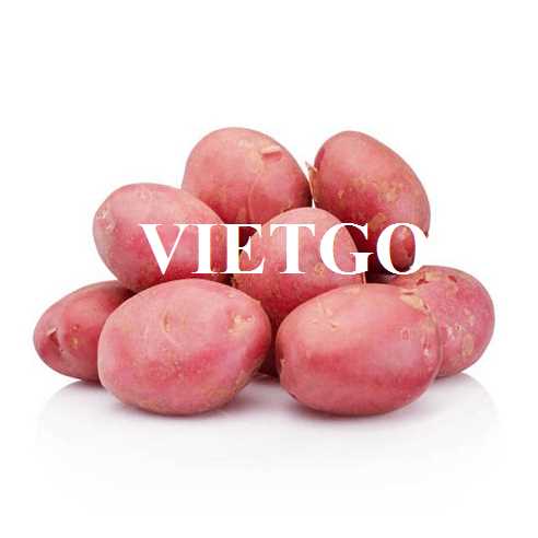 Thương vụ hợp tác xuất khẩu khoai tây hồng sang thị trường Slovenia