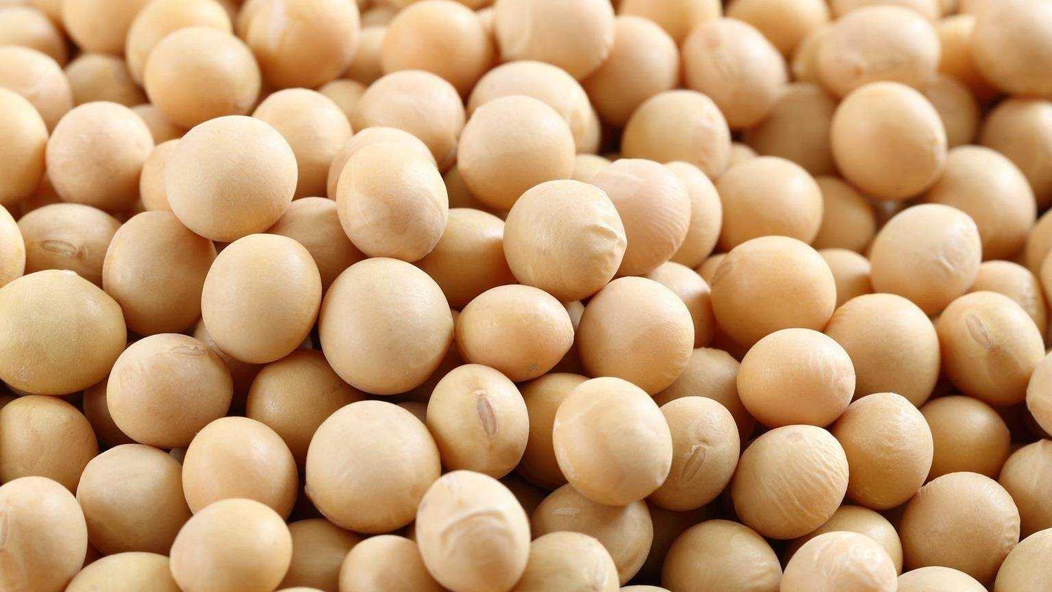 I WANT TO BUY  NON GMO SOYABEANS 