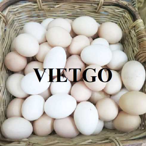 Cơ hội hợp tác xuất khẩu trứng trắng đến thị trường Oman