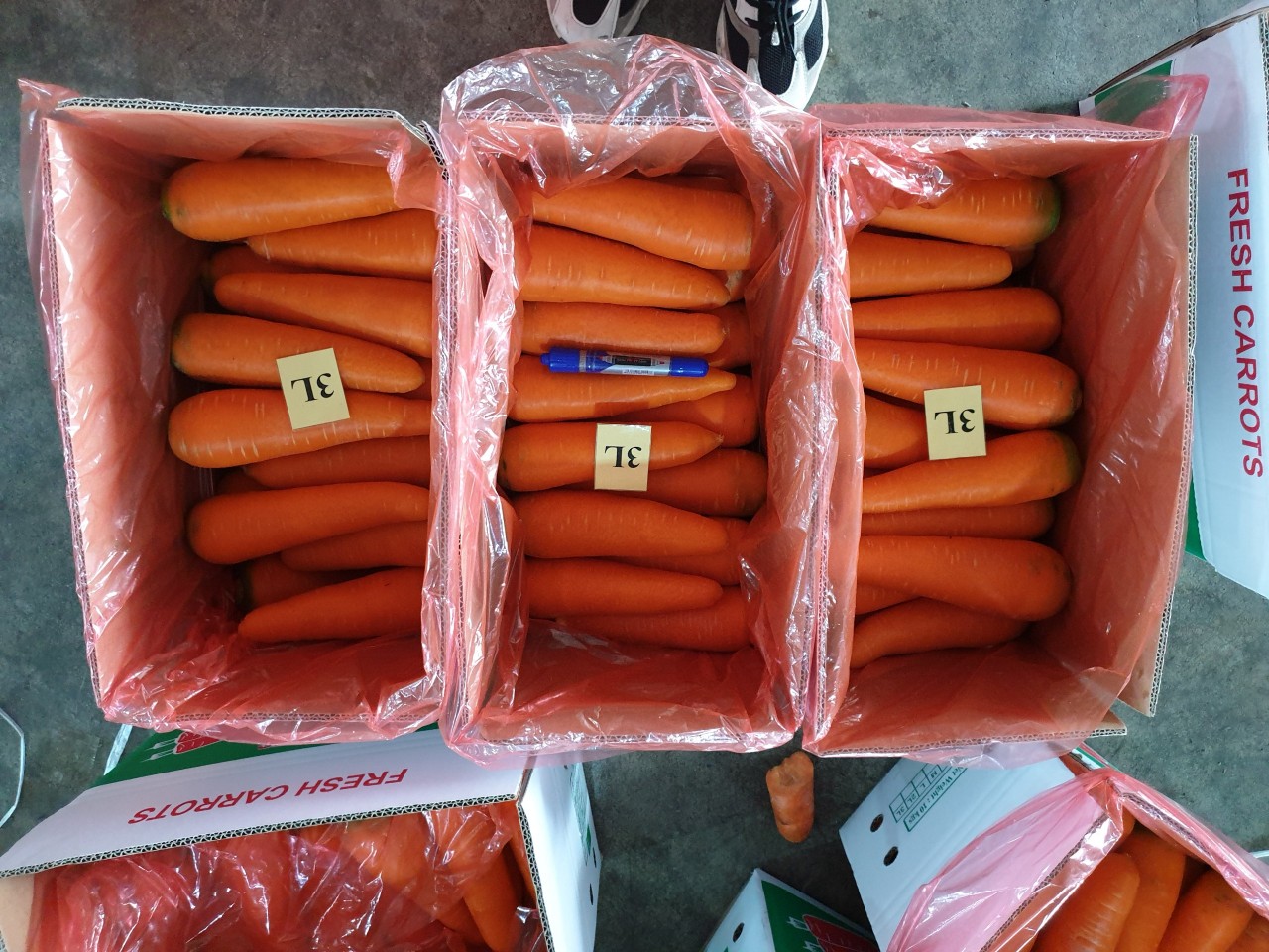 Cần báo giá gấp đơn hàng cà rốt tới cảng Kuching, Malaysia