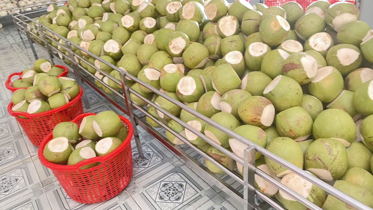 Cần tìm fwd cho mặt hàng dừa tươi sang  Hoa Kỳ