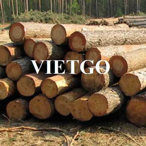 Thương vụ xuất khẩu gỗ thông sang thị trường Ấn Độ