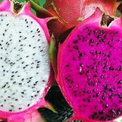 I am looking for dragon fruits 