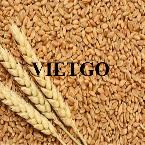 Cơ hội xuất khẩu lúa mì sang thị trường Oman