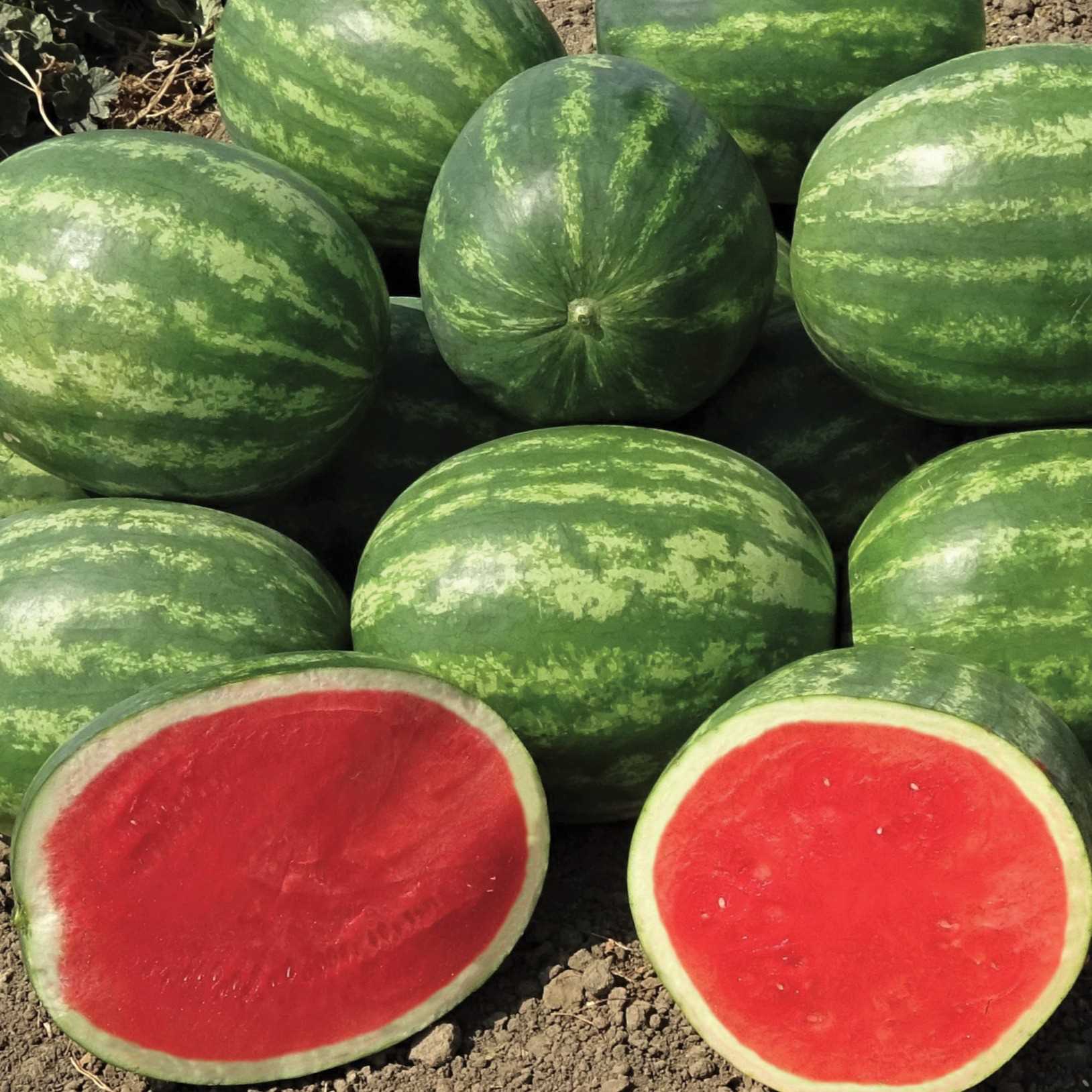 i'm looking for Watermelon suppliers
