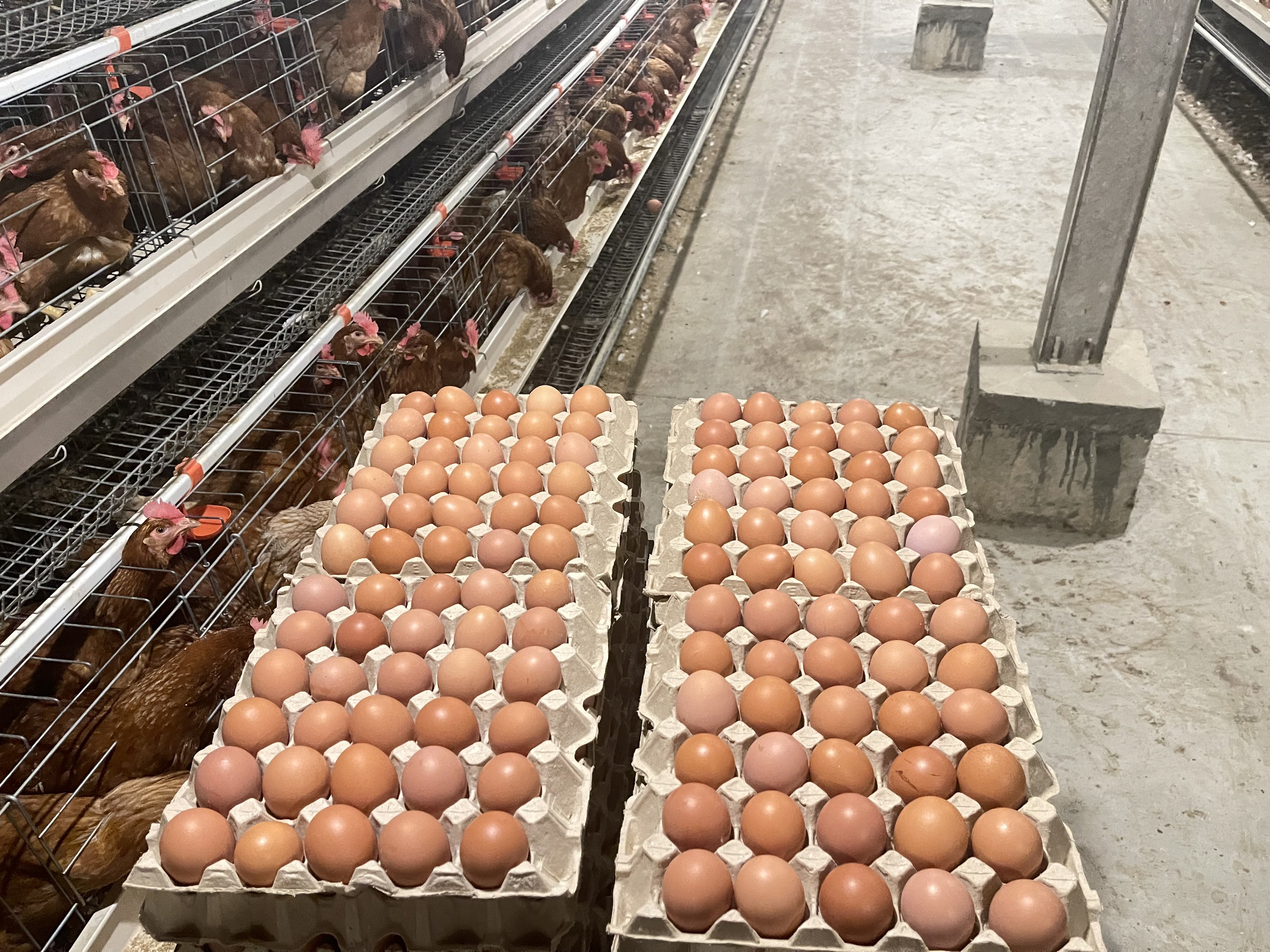 Nhà cung cấp của chúng tôi cần tìm FWD báo giá cước vận tải hàng trứng gà đi Thổ Nhĩ Kỳ