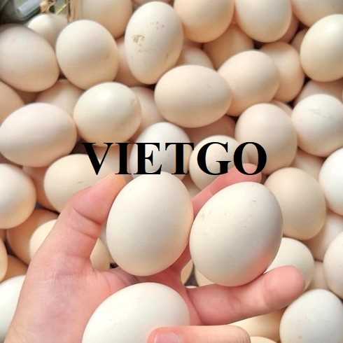 Cơ hội xuất khẩu trứng gà trắng sang thị trường UAE 