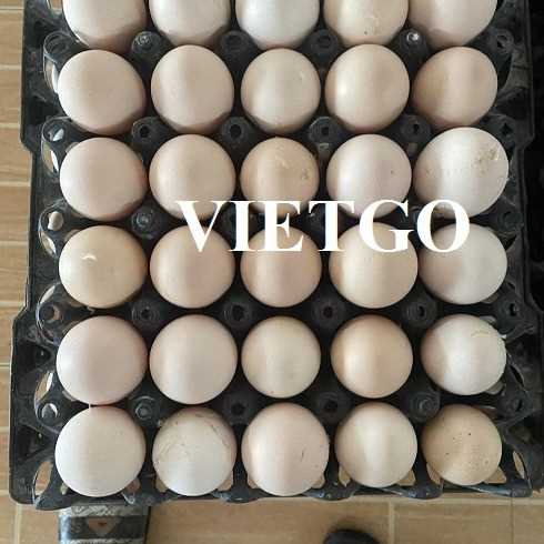 Cơ hội hợp tác xuất khẩu trứng gà trắng sang thị trường UAE