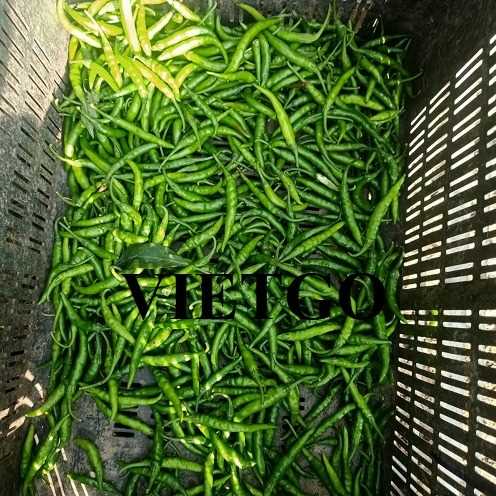 Cơ hội hợp tác xuất khẩu ớt xanh đến thị trường Qatar