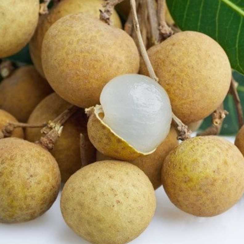 i want to buy  Longan