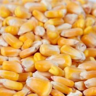 i need Yellow Corn