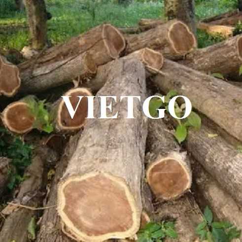 Thương vụ xuất khẩu gỗ teak tròn sang thị trường Ấn Độ