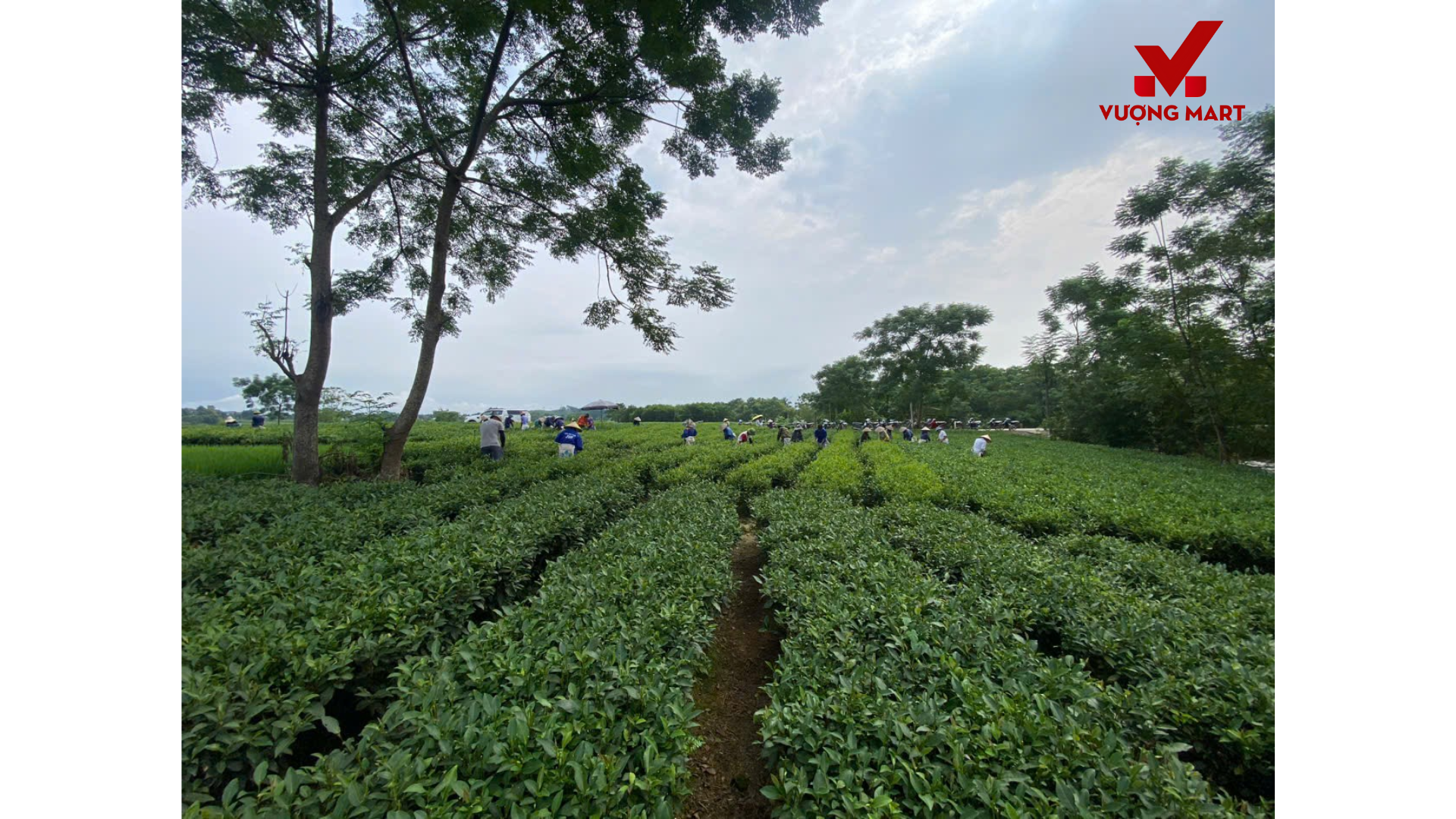 Cần tìm nhà vận chuyển chè sang Georgia