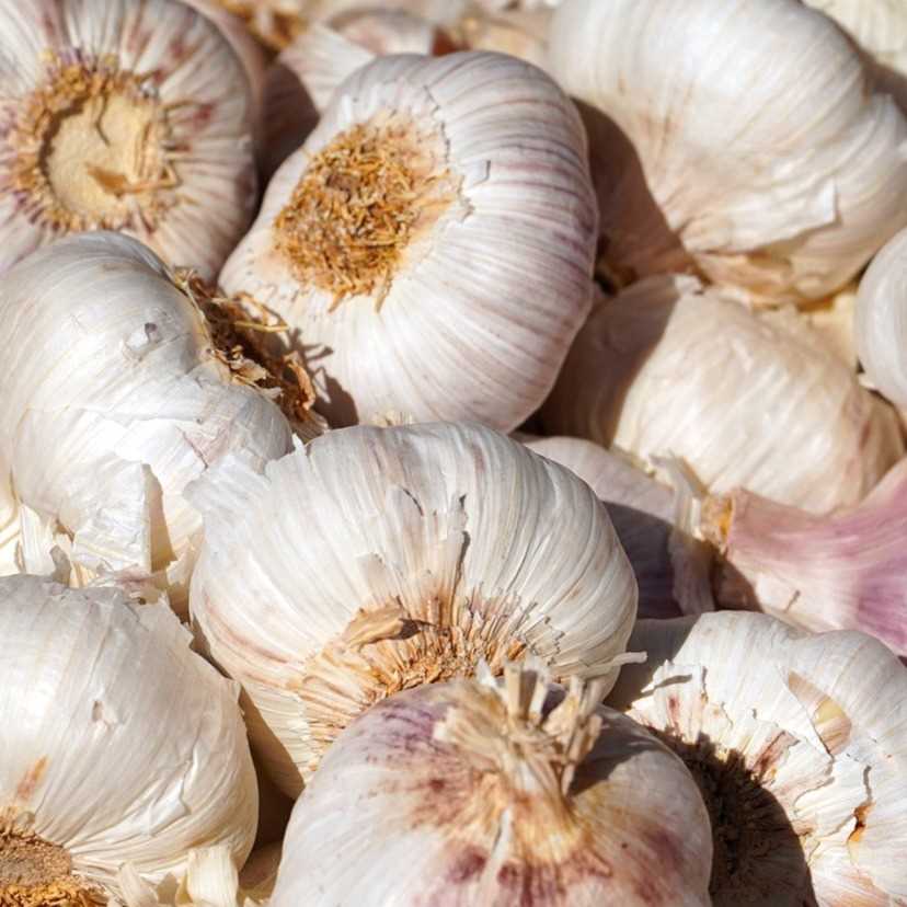 i want to buy garlic