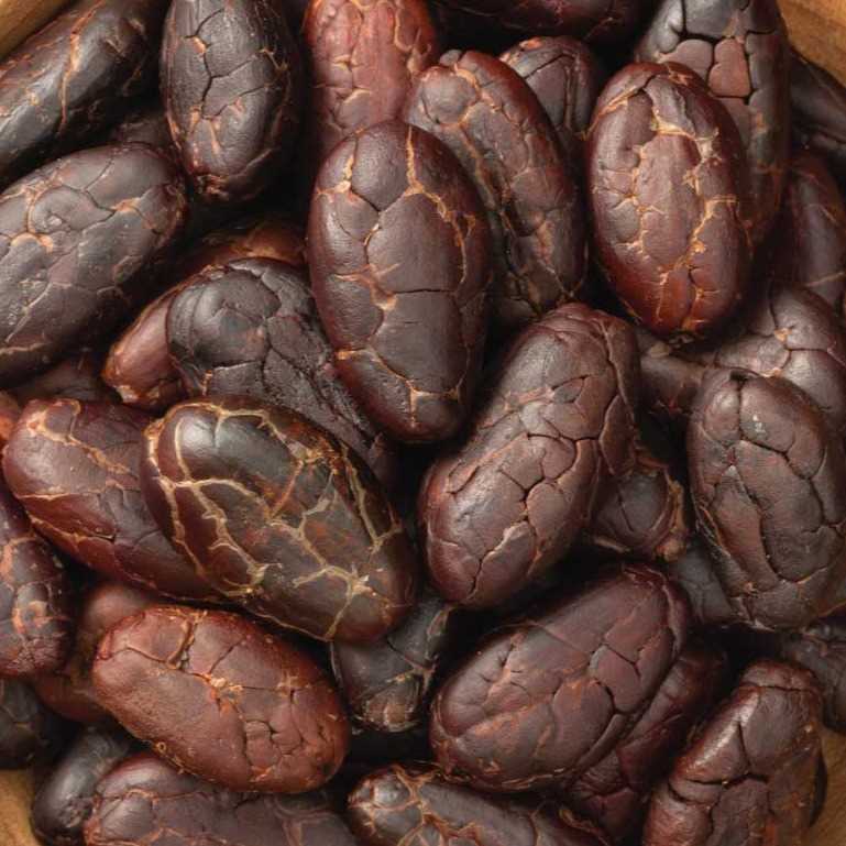 i need cacao bean