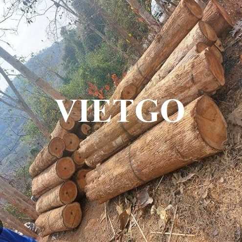 Thương vụ xuất khẩu gỗ teak tròn sang thị trường Ấn Độ