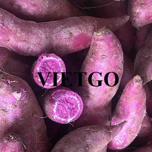 Cơ hội xuất khẩu khoai lang ruột tím sang Trung Quốc