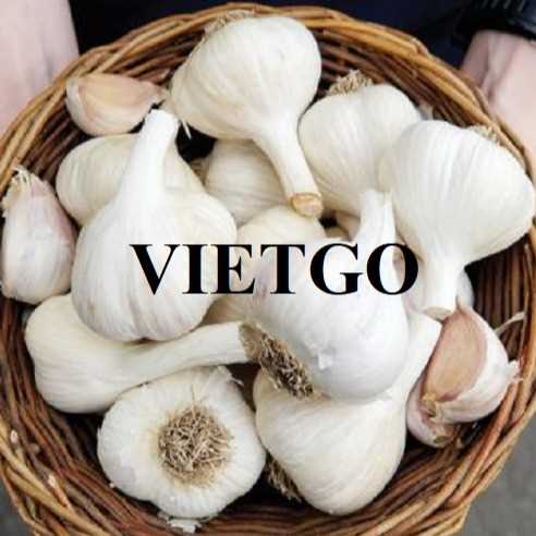 Cơ hội xuất khẩu tỏi đến thị trường Bangladesh