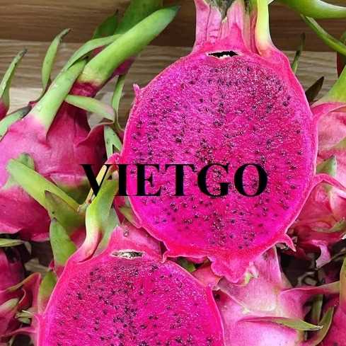 Cơ hội xuất khẩu thanh long ruột đỏ sang thị trường Oman