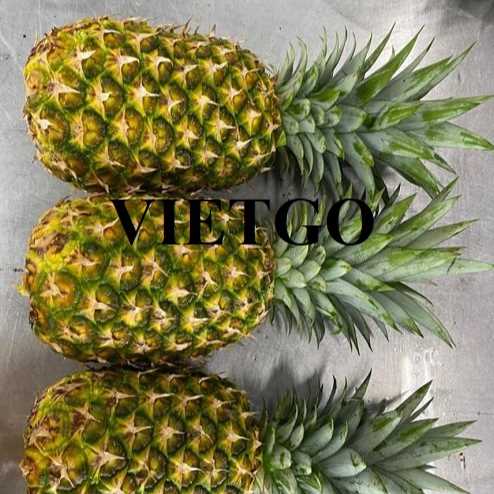 Cơ hội xuất khẩu dứa tươi MD2 sang thị trường Lebanon