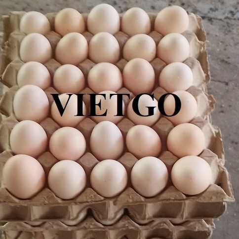 Cơ hội xuất khẩu trứng gà sang thị trường Ai cập và Hoa Kỳ