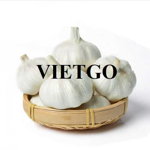 Cơ hội hợp tác xuất khẩu tỏi đến thị trường Ấn Độ 