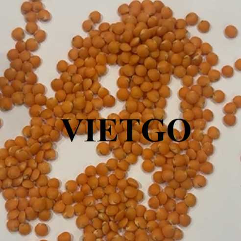 Cơ hội hợp tác xuất khẩu đậu lăng đỏ đến thị trường Bangladesh