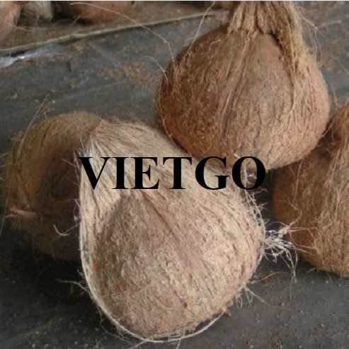 Cơ hội xuất khẩu dừa khô sang thị trường Qatar