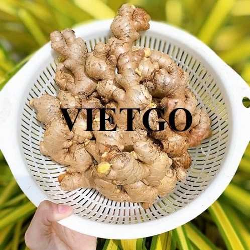 Cơ hội hợp tác xuất khẩu gừng tươi đến thị trường Bangladesh