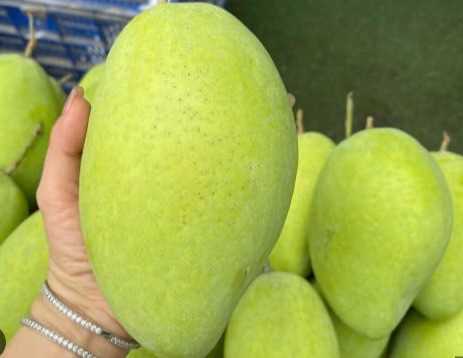 Cần tìm đơn vị vận chuyển sản phầm xoài sang New Zealand