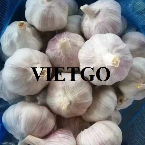 Cơ hội xuất khẩu tỏi đến thị trường Ấn Độ