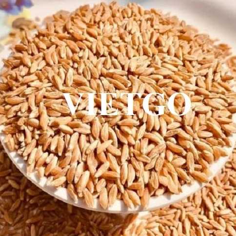 Cơ hội hợp tác xuất khẩu lúa mì sang thị trường Iraq