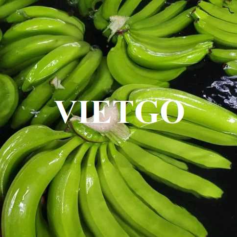 (Gấp) Cơ hội hợp tác xuất khẩu chuối cùng vị khách hàng người Úc 